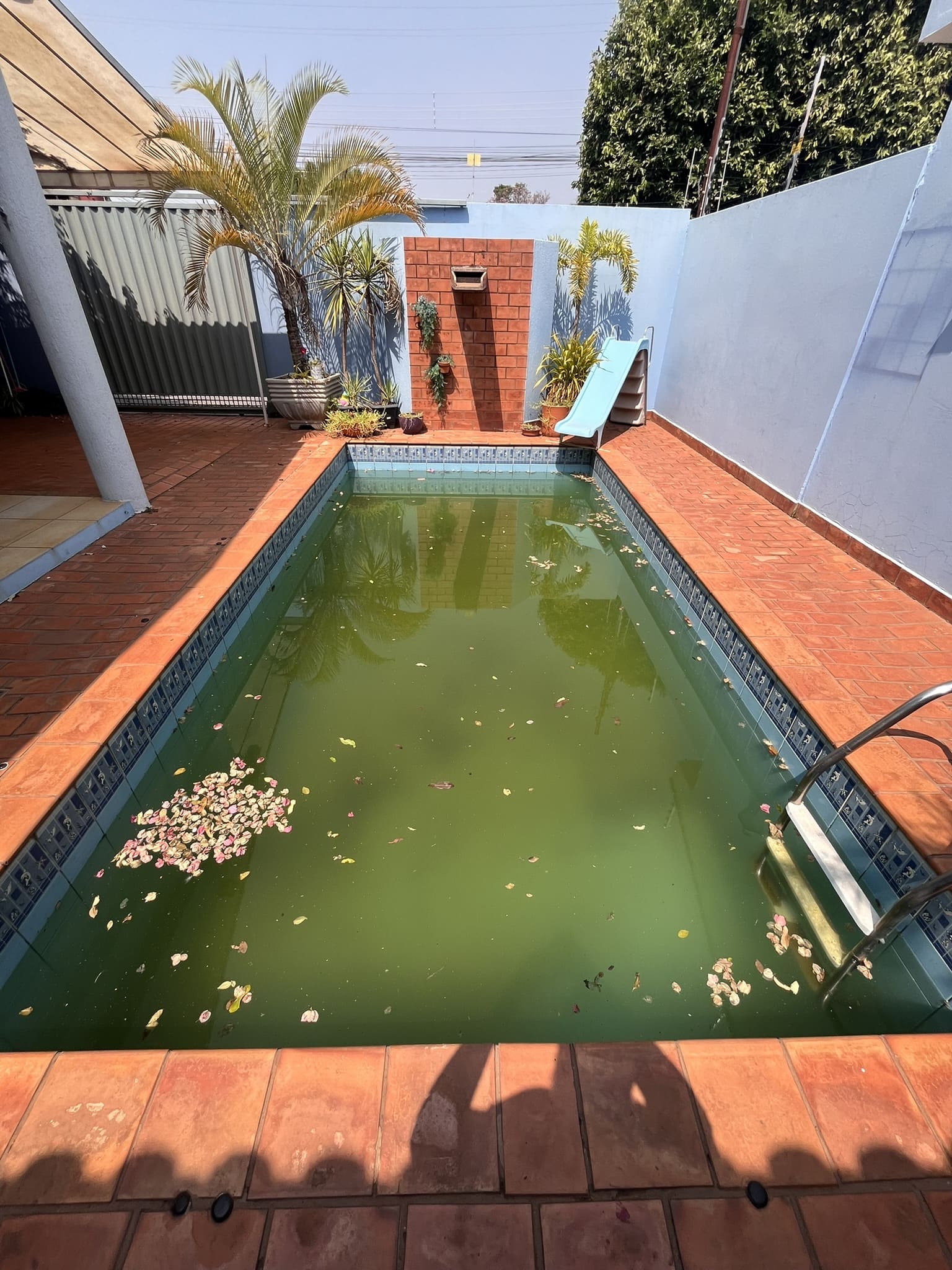 piscina verde